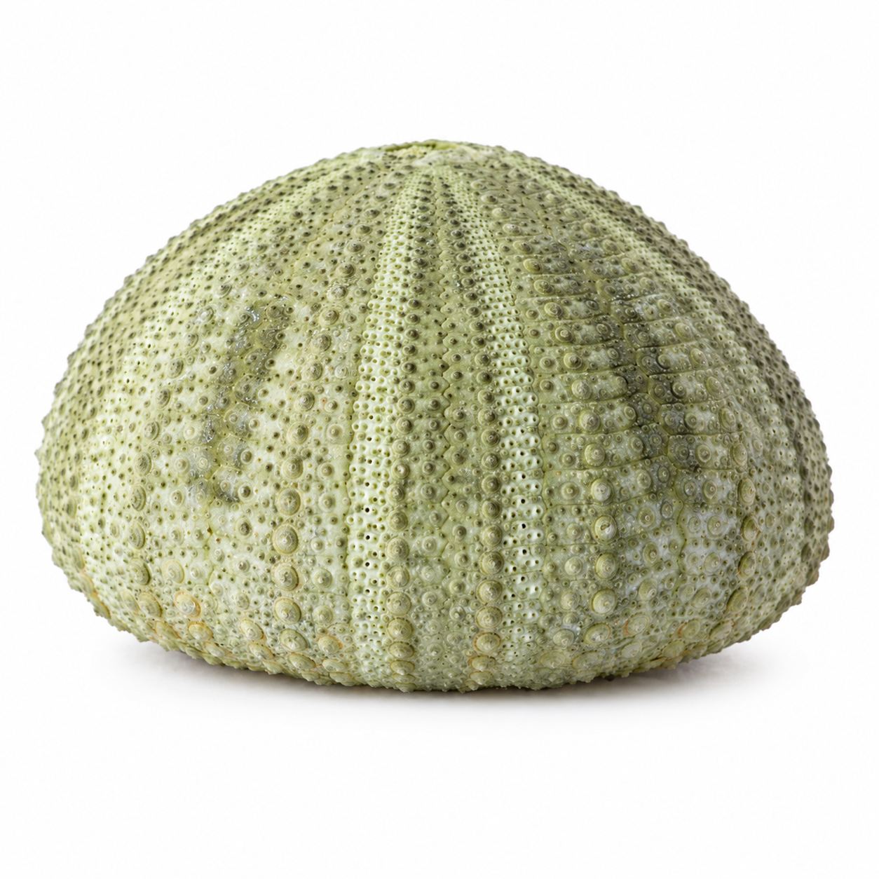 Natural Green Sea Urchin Shells Set 6