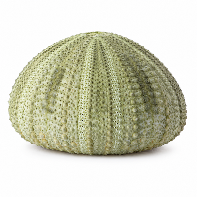 Natural Green Sea Urchin Shells Set 6