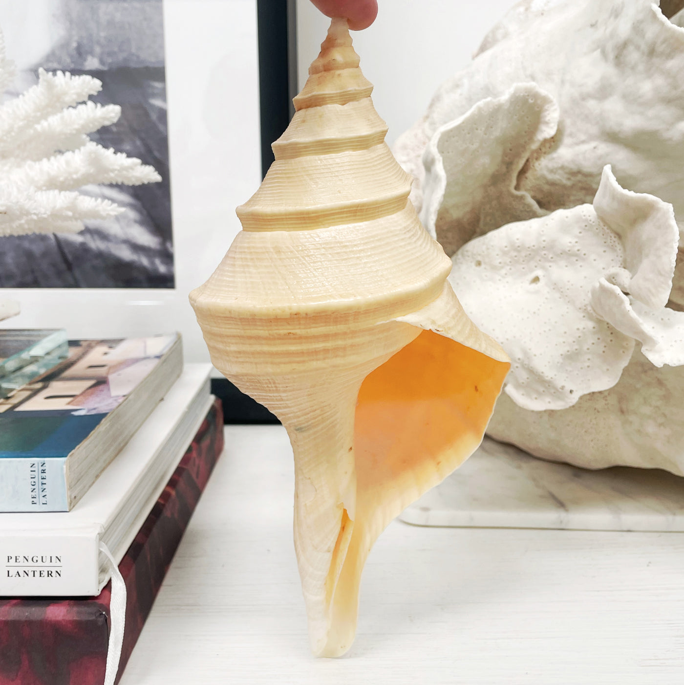 Australian False Trumpet Shell AKA Syrinx Shell