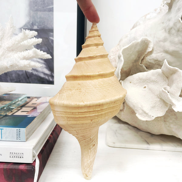 Australian False Trumpet Shell AKA Syrinx Shell - Sourceress