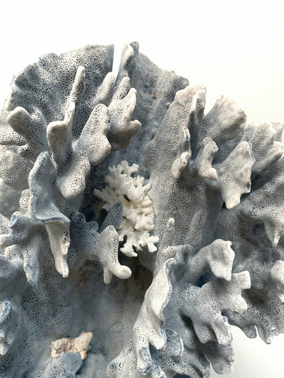 Real Blue Ridge Coral Specimen Q (Oversized)
