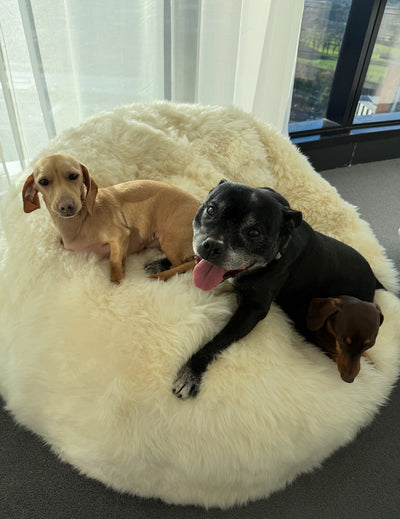 Australian Merino Sheepskin Bean Bag Ivory