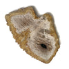Petrified Polished Wood Tray Slab A