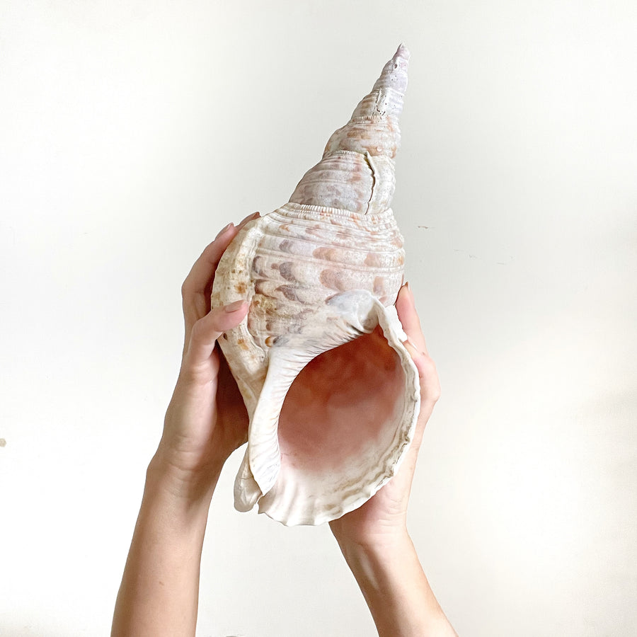 Mixed Larger Shells 10-20 CM **HIRE ONLY***