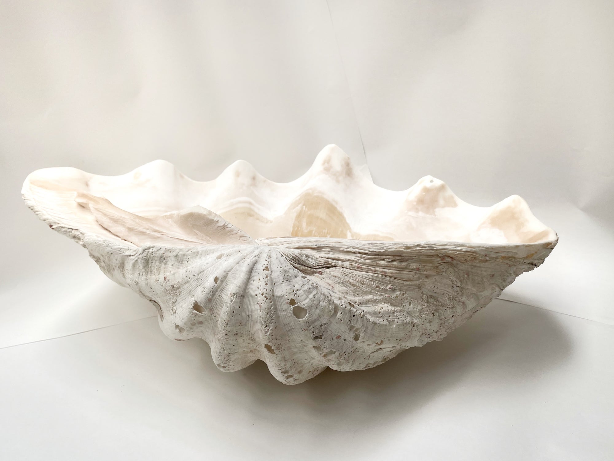 Real Giant Clamshell Double Clam 62 CM