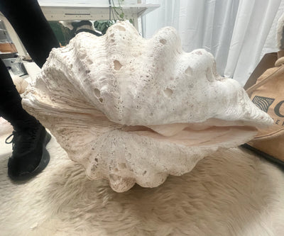 Real Giant Clamshell Double Clam 62 CM