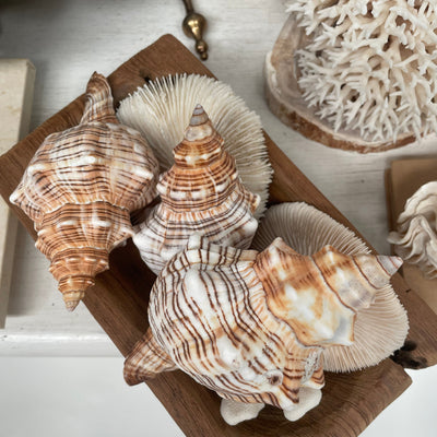 Real Striped Fox Shell - Large - Set 3