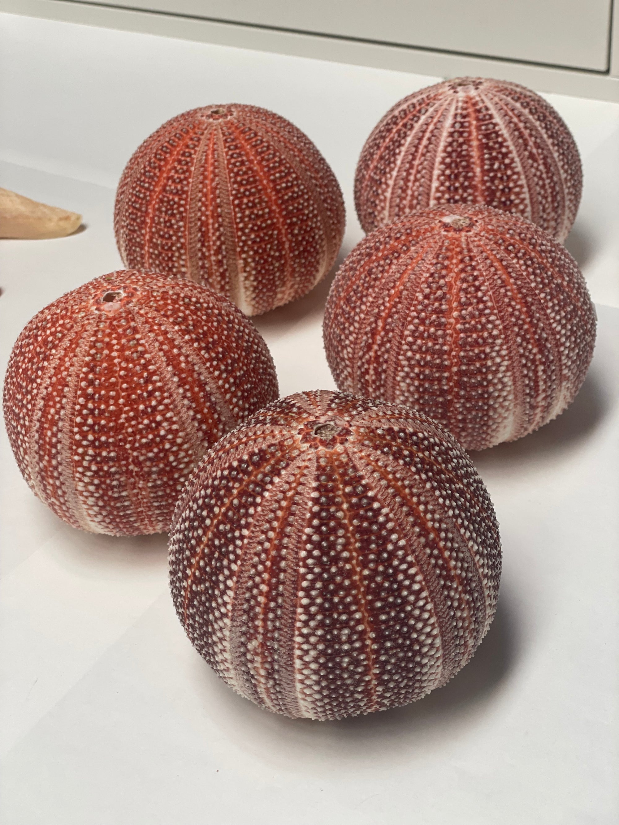 Real Giant Sea Urchin AKA Cornish Urchin