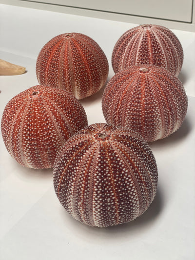 Real Giant Sea Urchin AKA Cornish Urchin