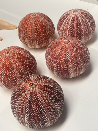Real Giant Sea Urchin AKA Cornish Urchin