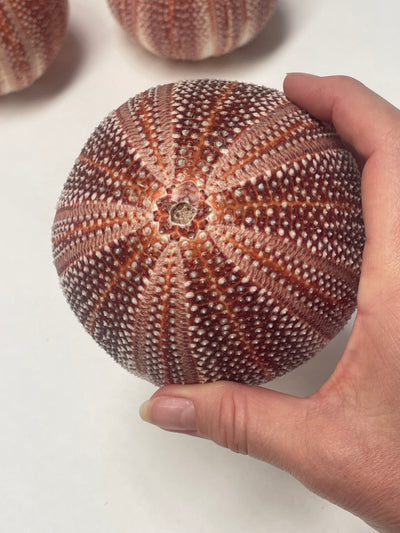 Real Giant Sea Urchin AKA Cornish Urchin