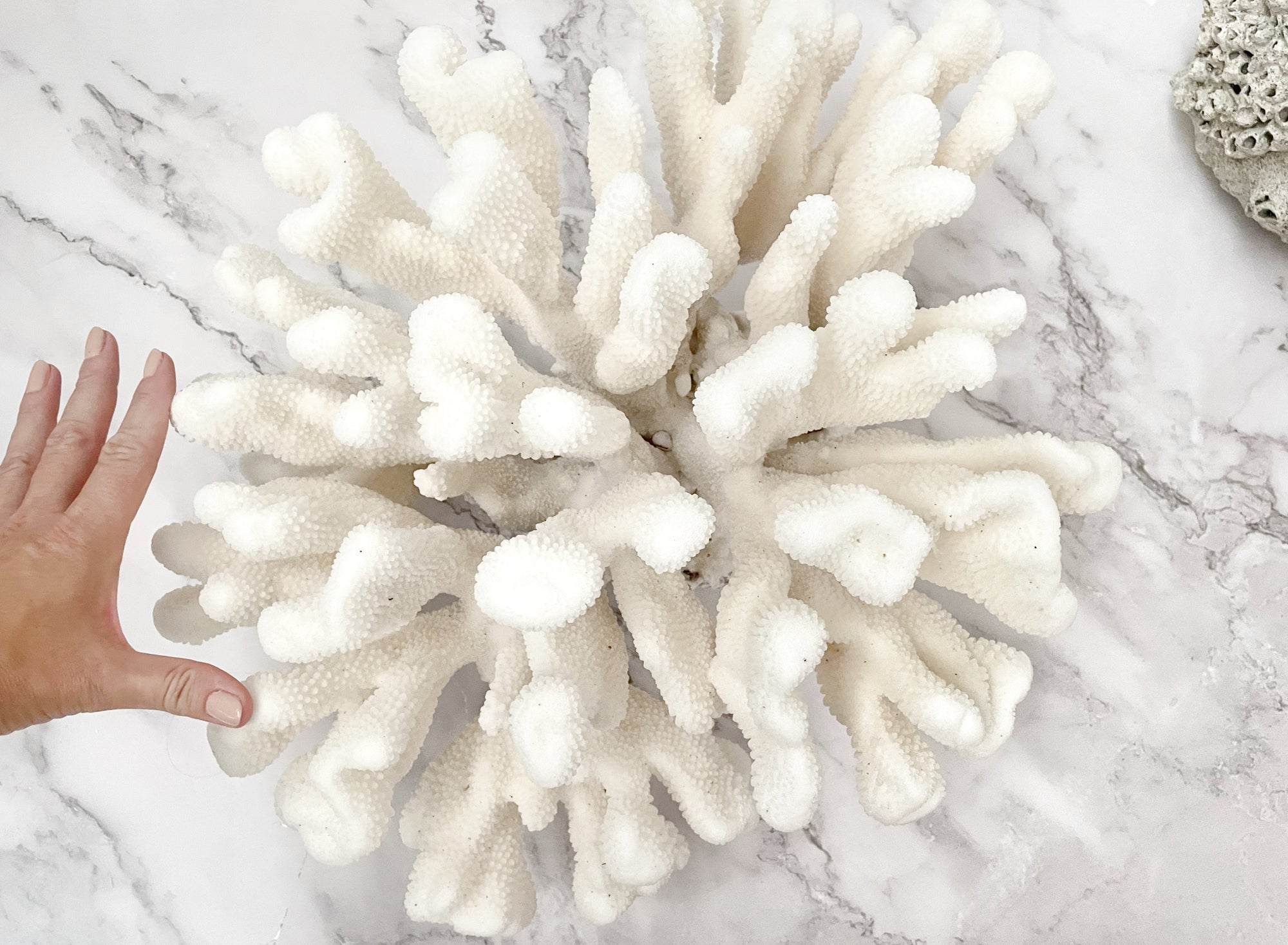 Soft Cauliflower Coral Specimen F