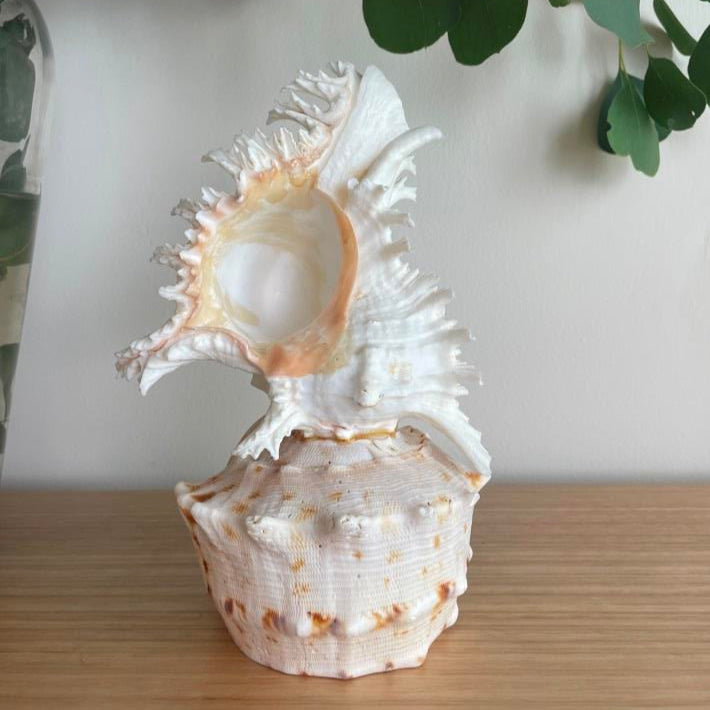Large Real Shell Lamp Vintage Decor - Murex Shell