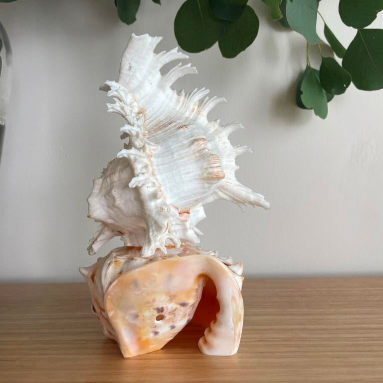 Large Real Shell Lamp Vintage Decor - Murex Shell