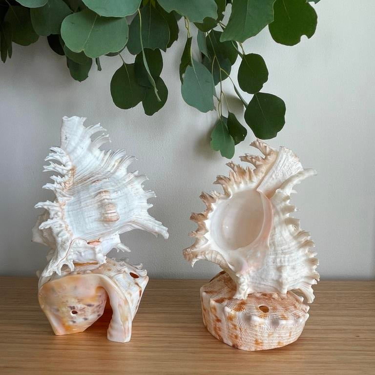 Large Real Shell Lamp Vintage Decor - Murex Shell