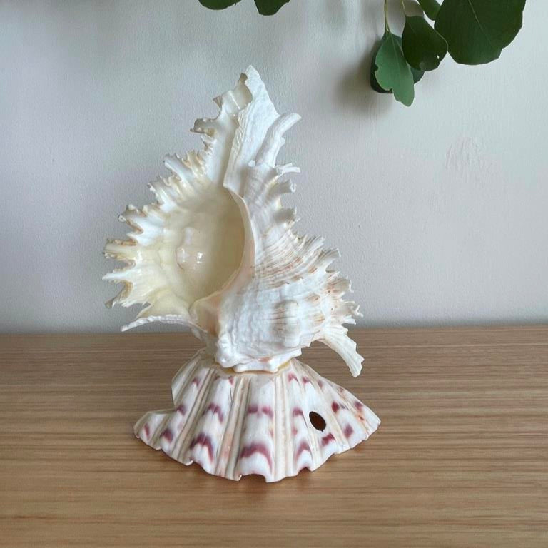 Small Real Shell Lamp Vintage Decor - Murex Shell