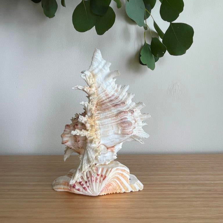 Small Real Shell Lamp Vintage Decor - Murex Shell