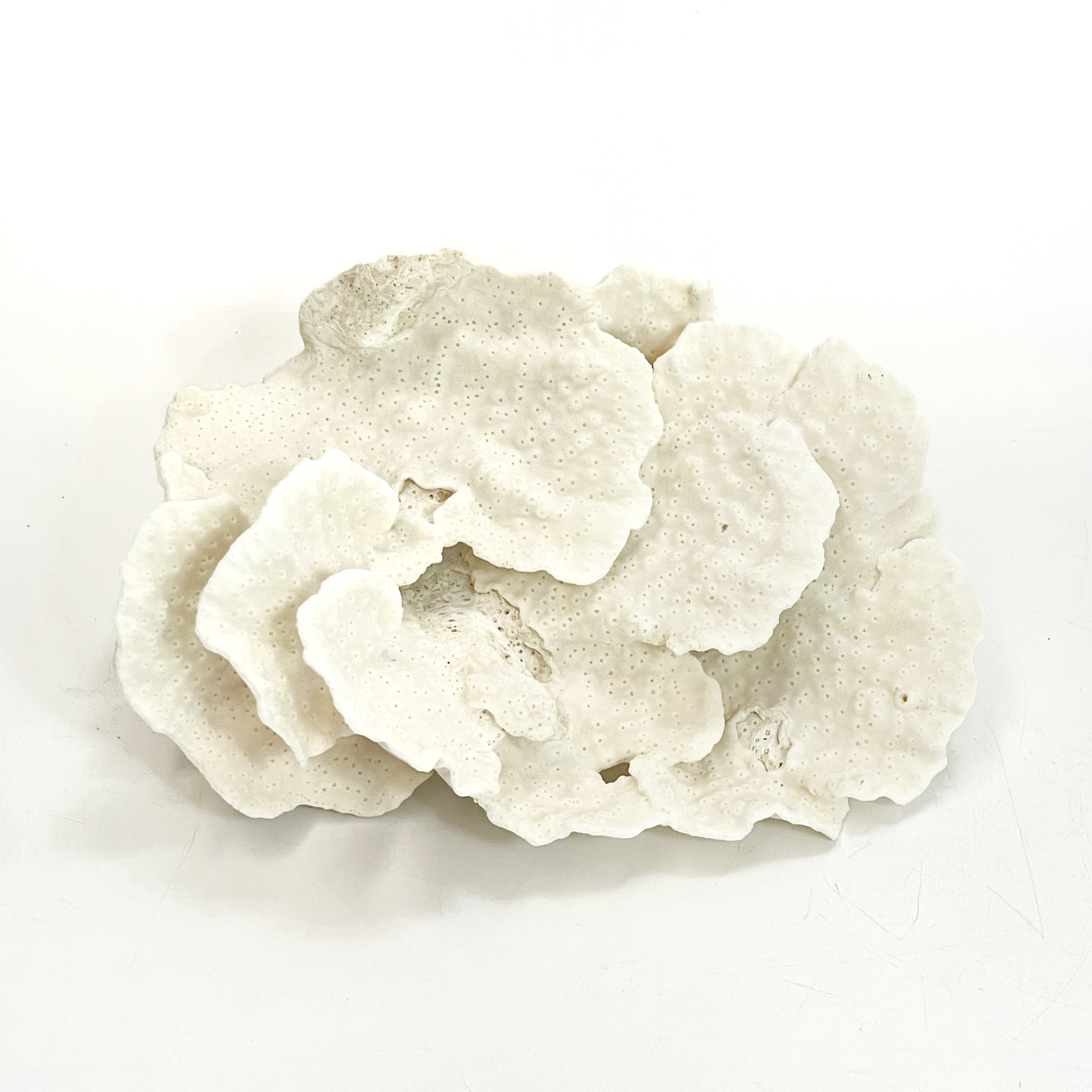 Turban Vase Coral Specimen C