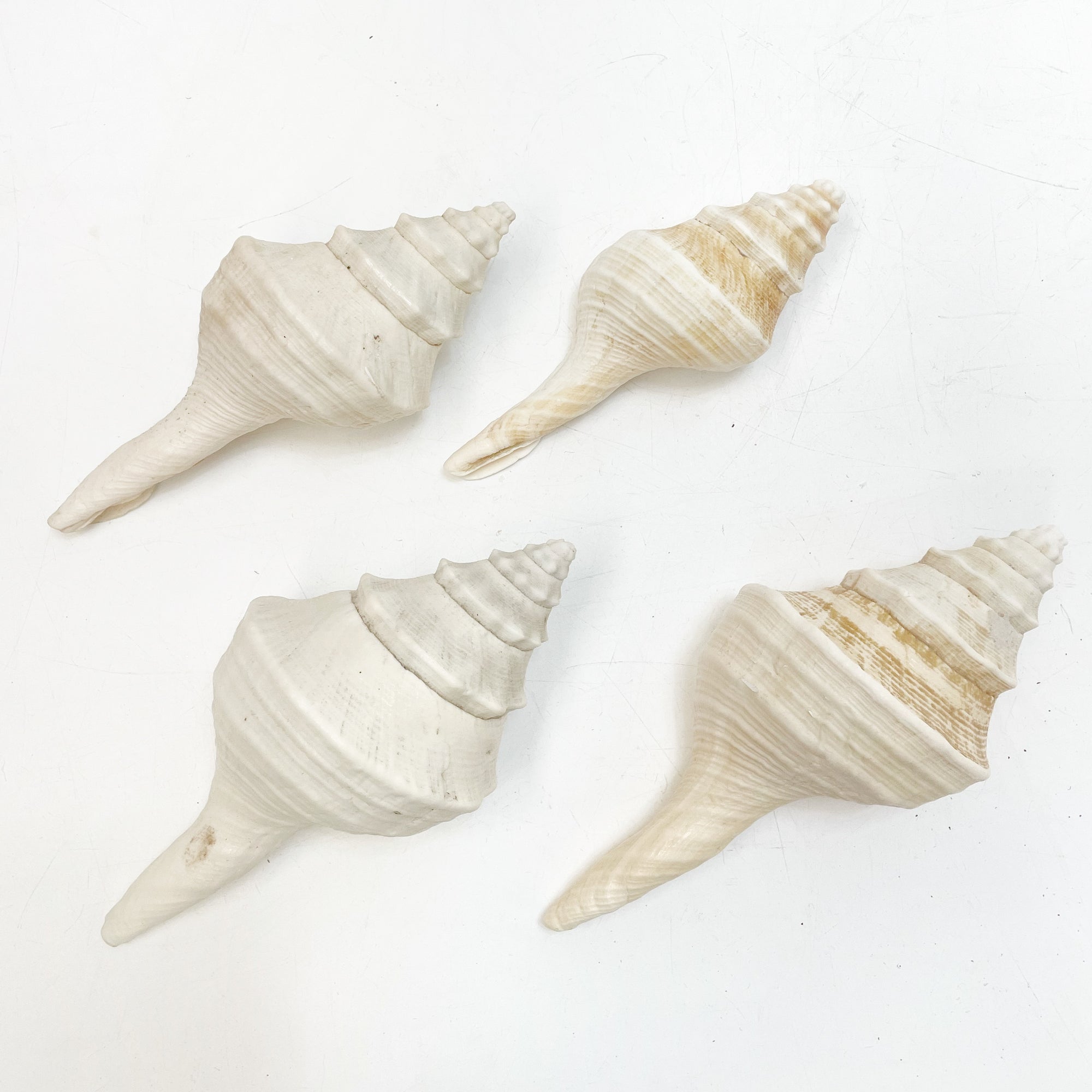 Mixed Larger Shells 10-20 CM **HIRE ONLY***