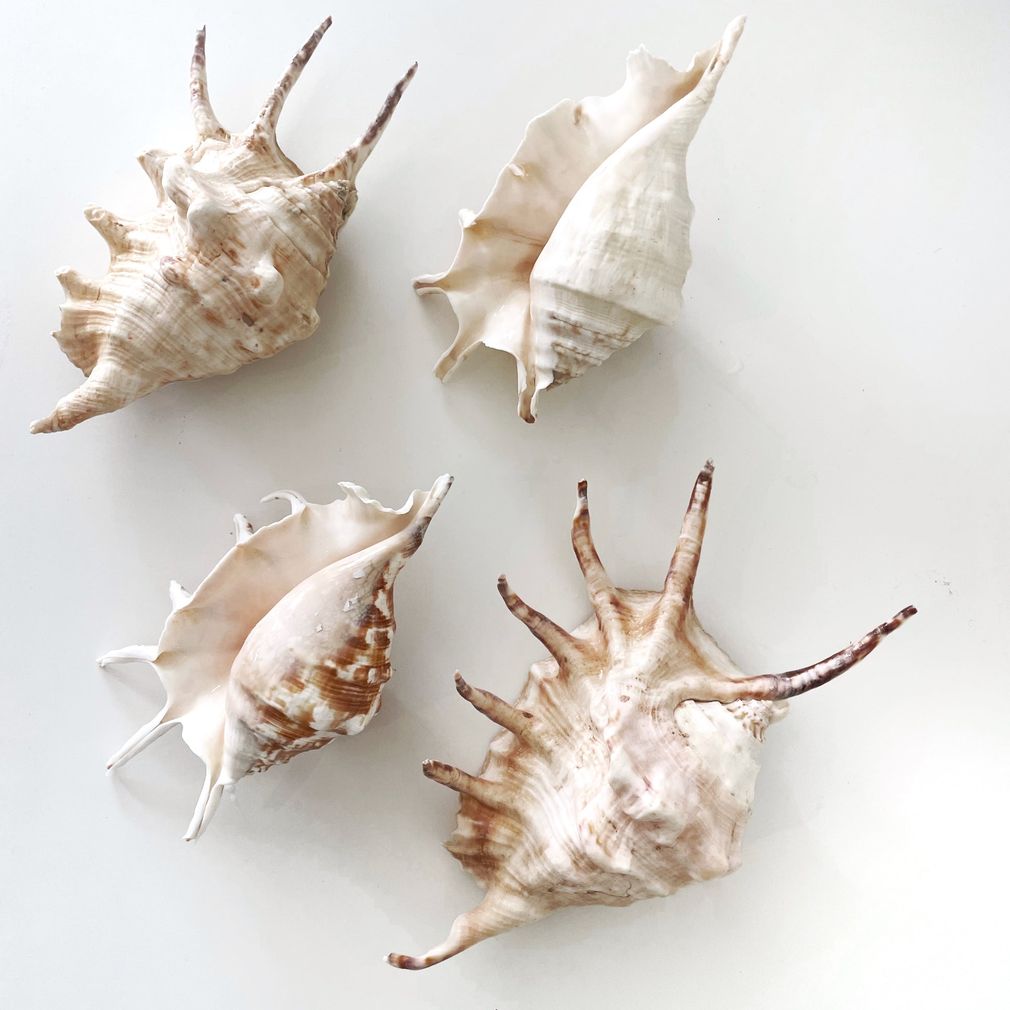 Mixed Larger Shells 10-20 CM **HIRE ONLY***