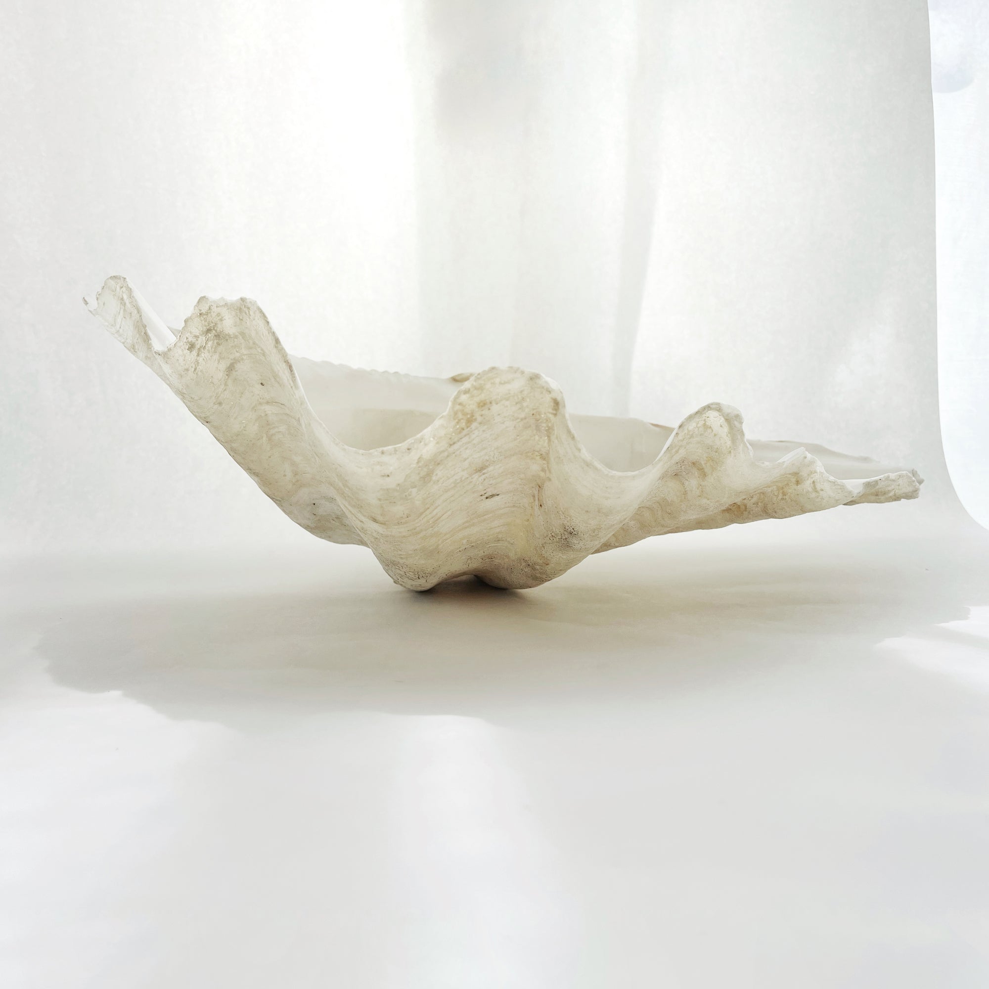 Real Giant Clamshells 10-80 CM ***HIRE ONLY***