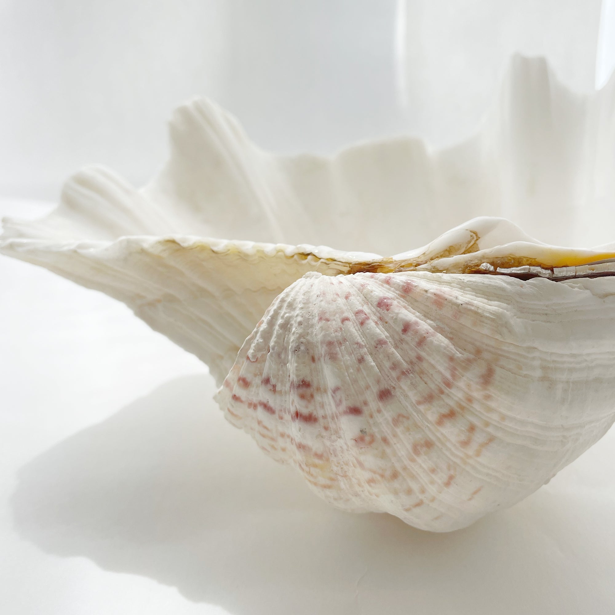 Real Giant Clamshells 10-80 CM ***HIRE ONLY***