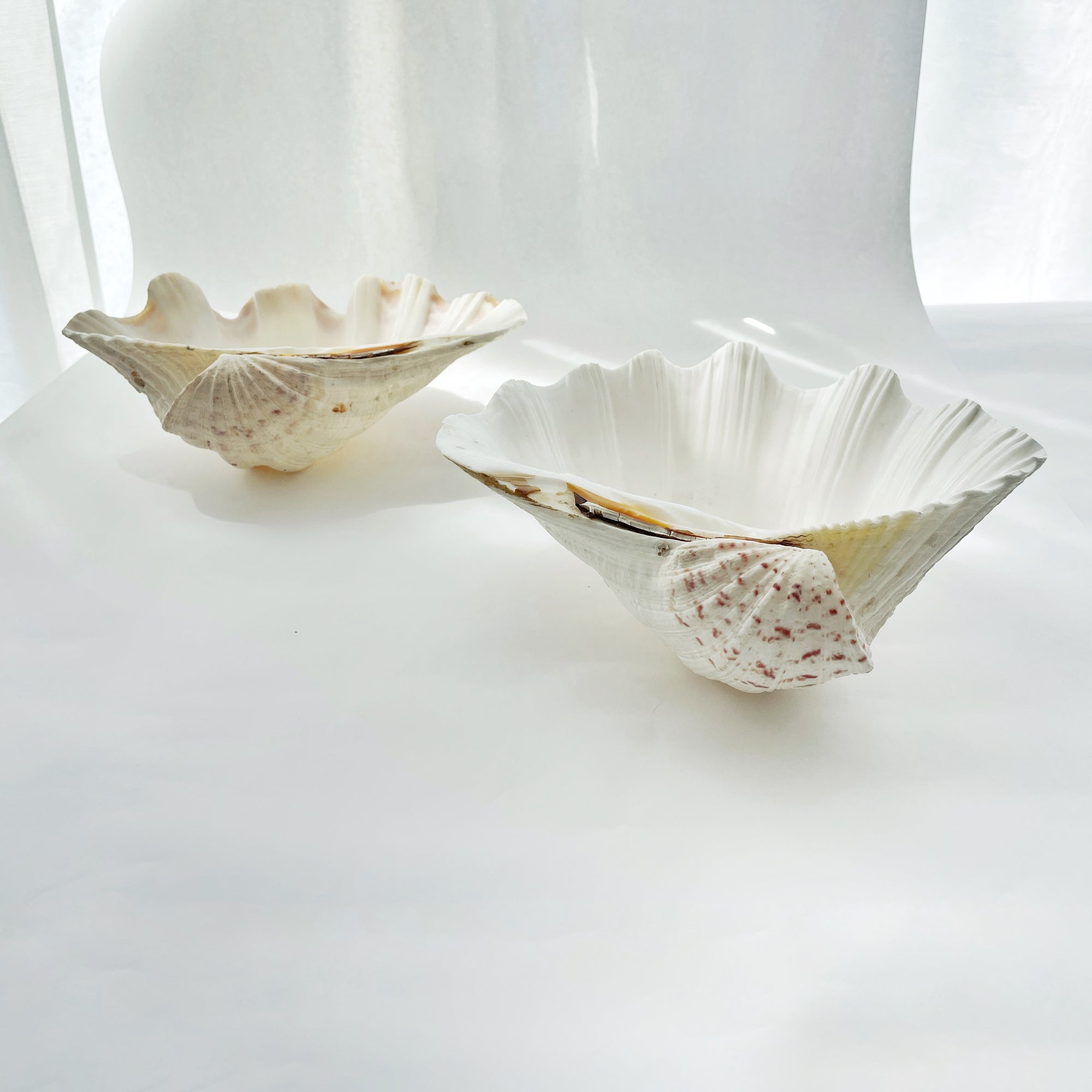 Real Giant Clamshells 10-80 CM ***HIRE ONLY***