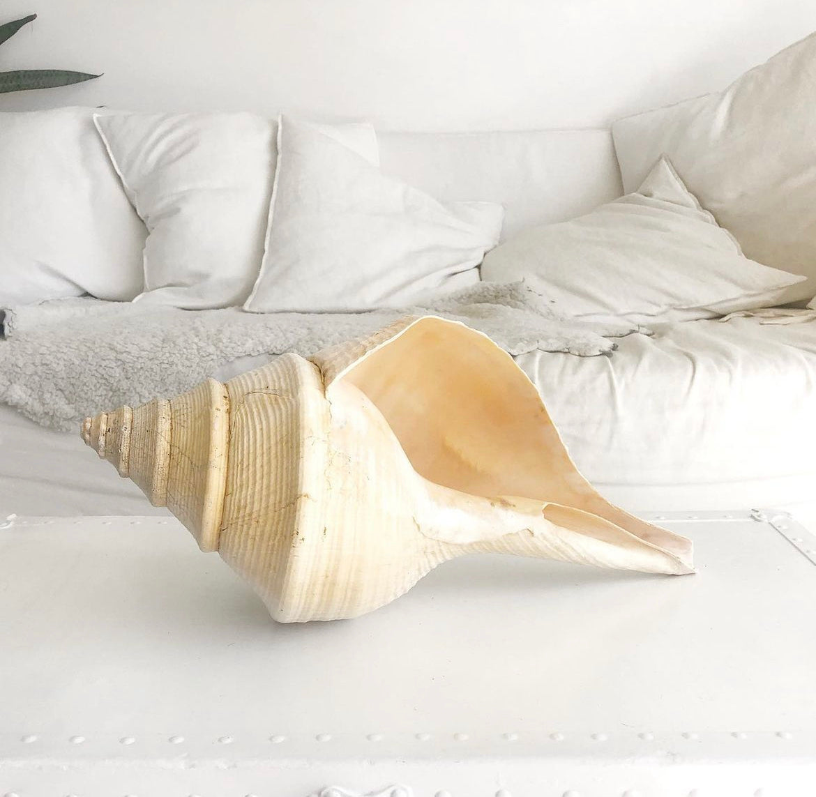 Large Polished Shells **HIRE ONLY***