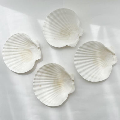 Large Polished Shells **HIRE ONLY***