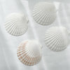 Large Polished Shells **HIRE ONLY***