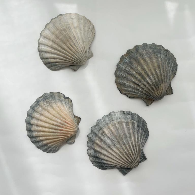 Large Polished Shells **HIRE ONLY***