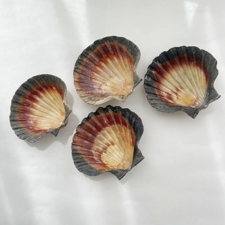 Large Polished Shells **HIRE ONLY***