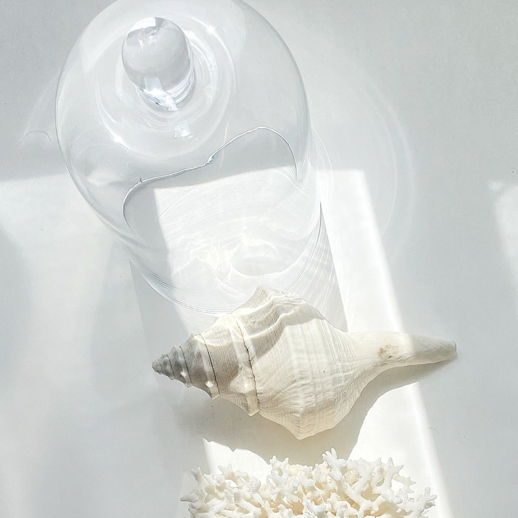 Mixed Larger Shells 10-20 CM **HIRE ONLY***