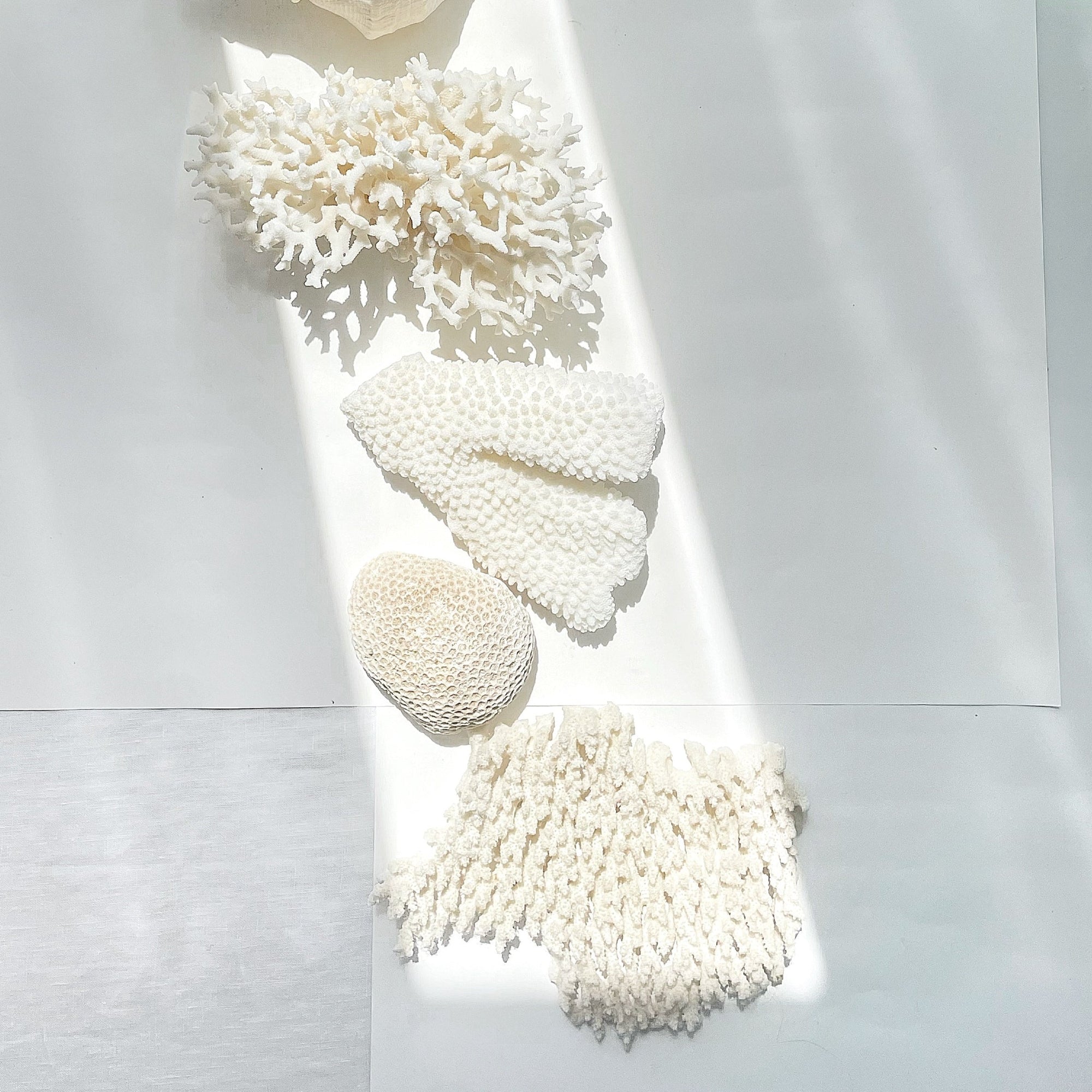 Mixed Small Corals 10-15 CM ***HIRE ONLY***