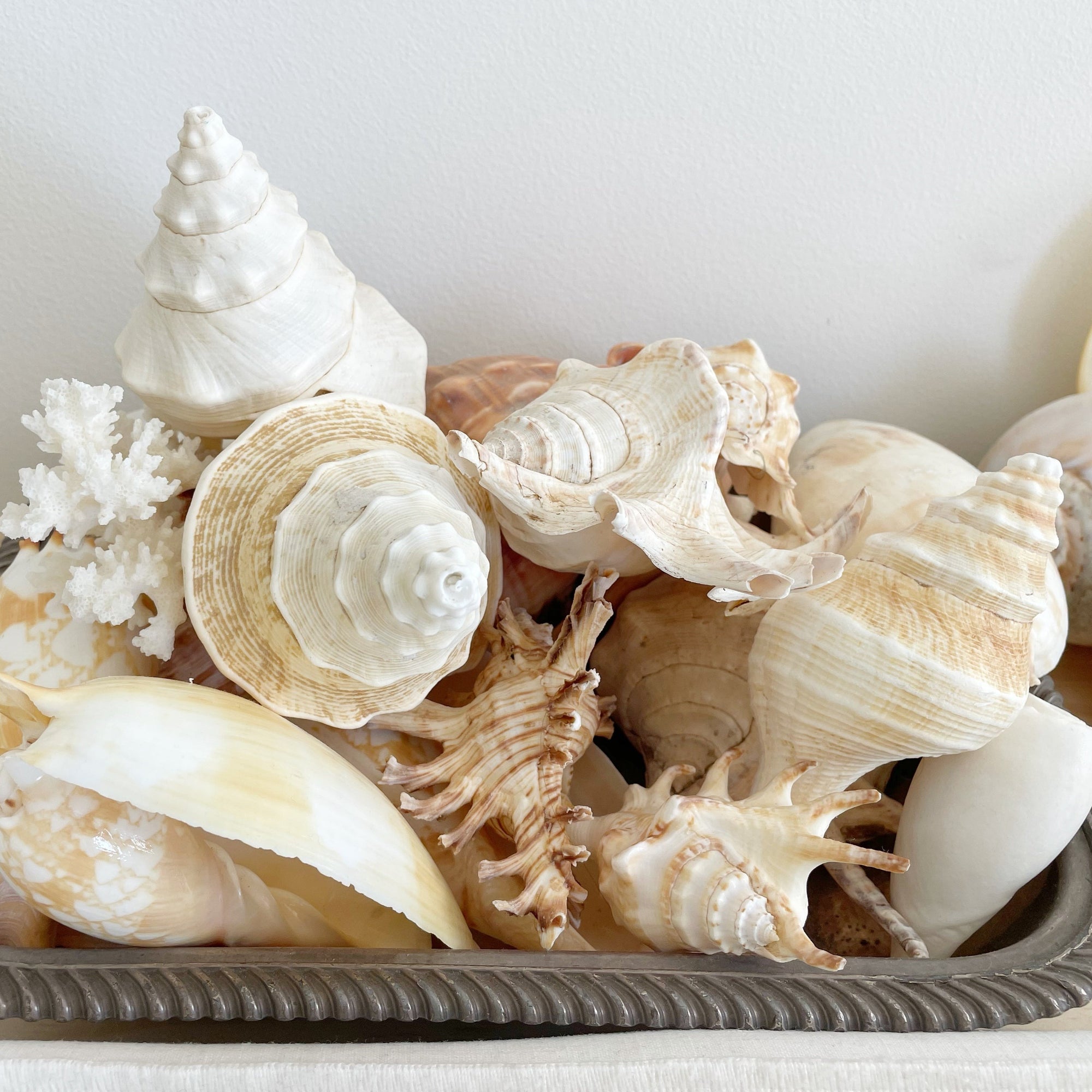 Mixed Larger Shells 10-20 CM **HIRE ONLY***