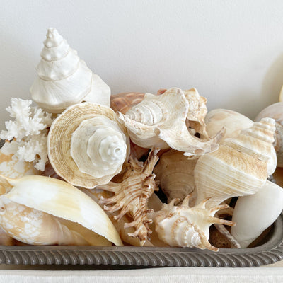 Mixed Larger Shells 10-20 CM **HIRE ONLY***