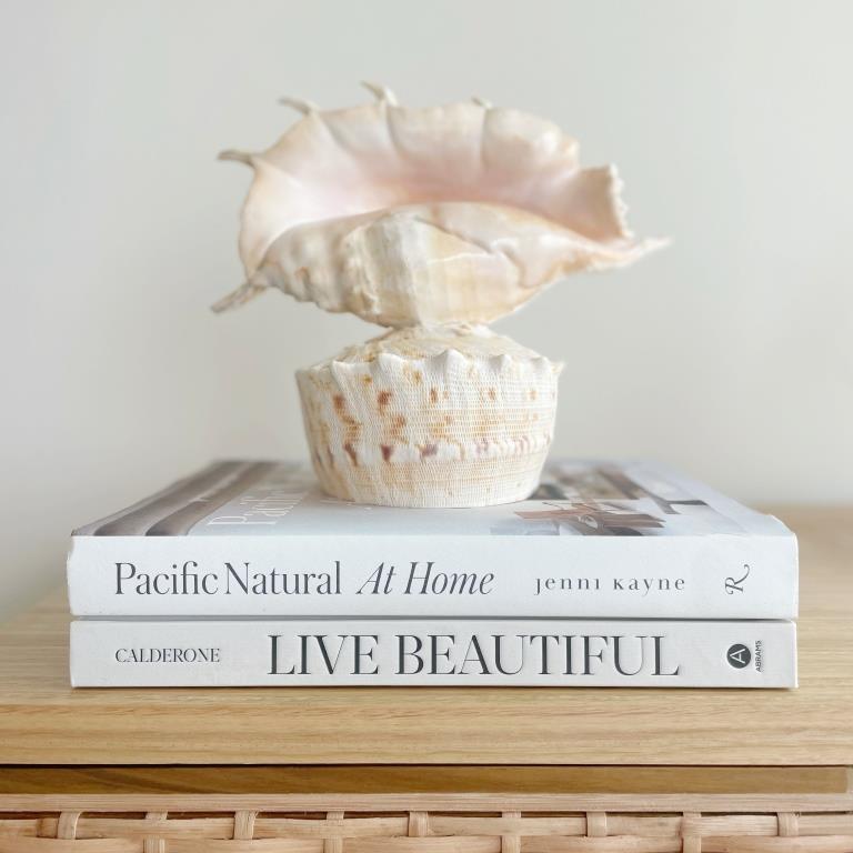 Large Real Shell Lamp Vintage Decor - Spider Shell