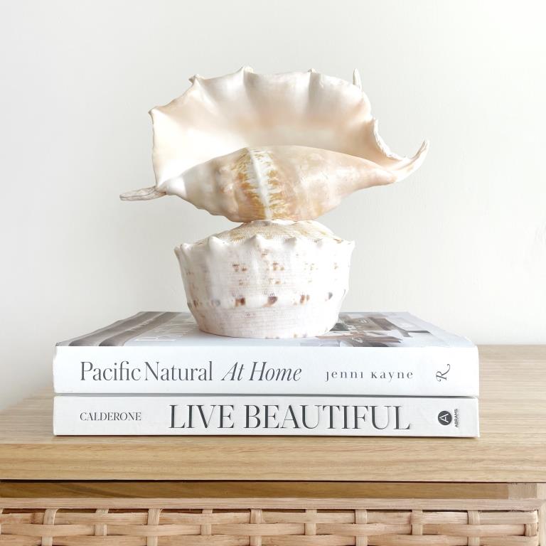 Large Real Shell Lamp Vintage Decor - Spider Shell