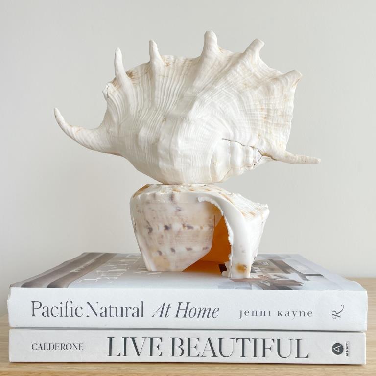 Large Real Shell Lamp Vintage Decor - Spider Shell