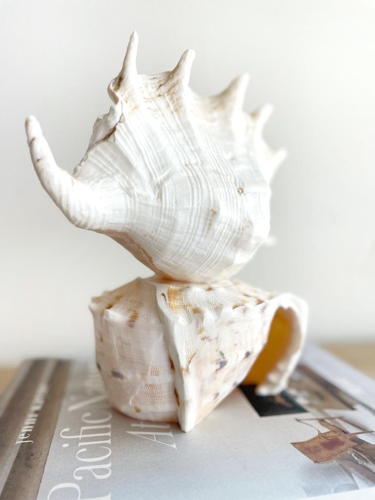 Large Real Shell Lamp Vintage Decor - Spider Shell