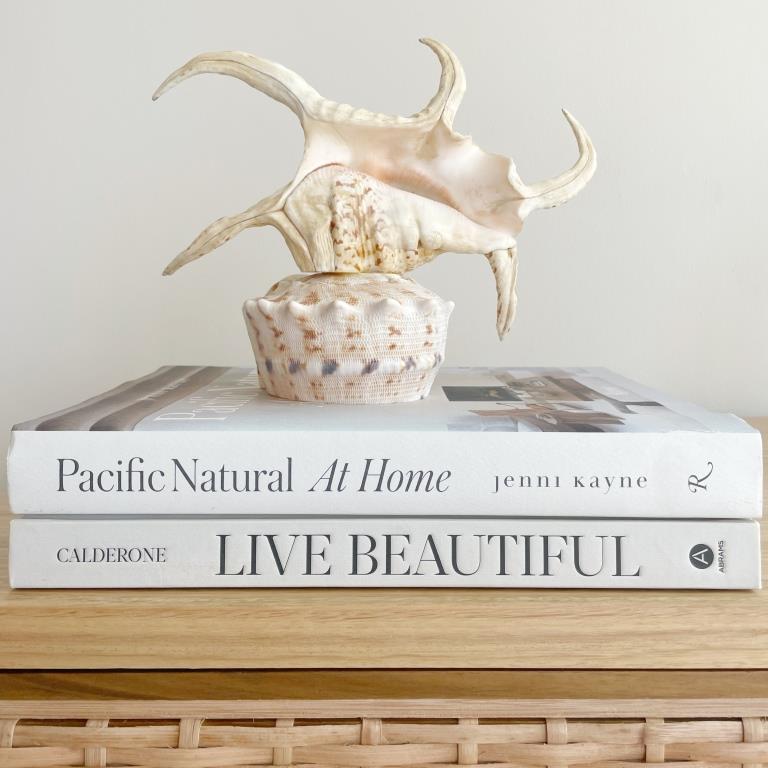 Large Real Shell Lamp Vintage Decor - Spider Chiragra Shell