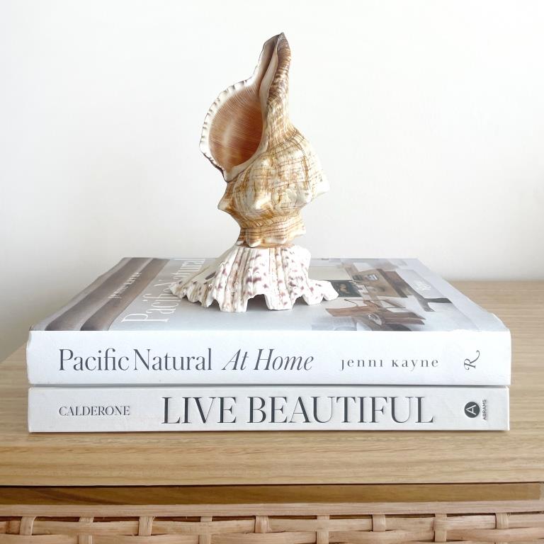 Small Real Shell Lamp Vintage Decor - Fox Shell