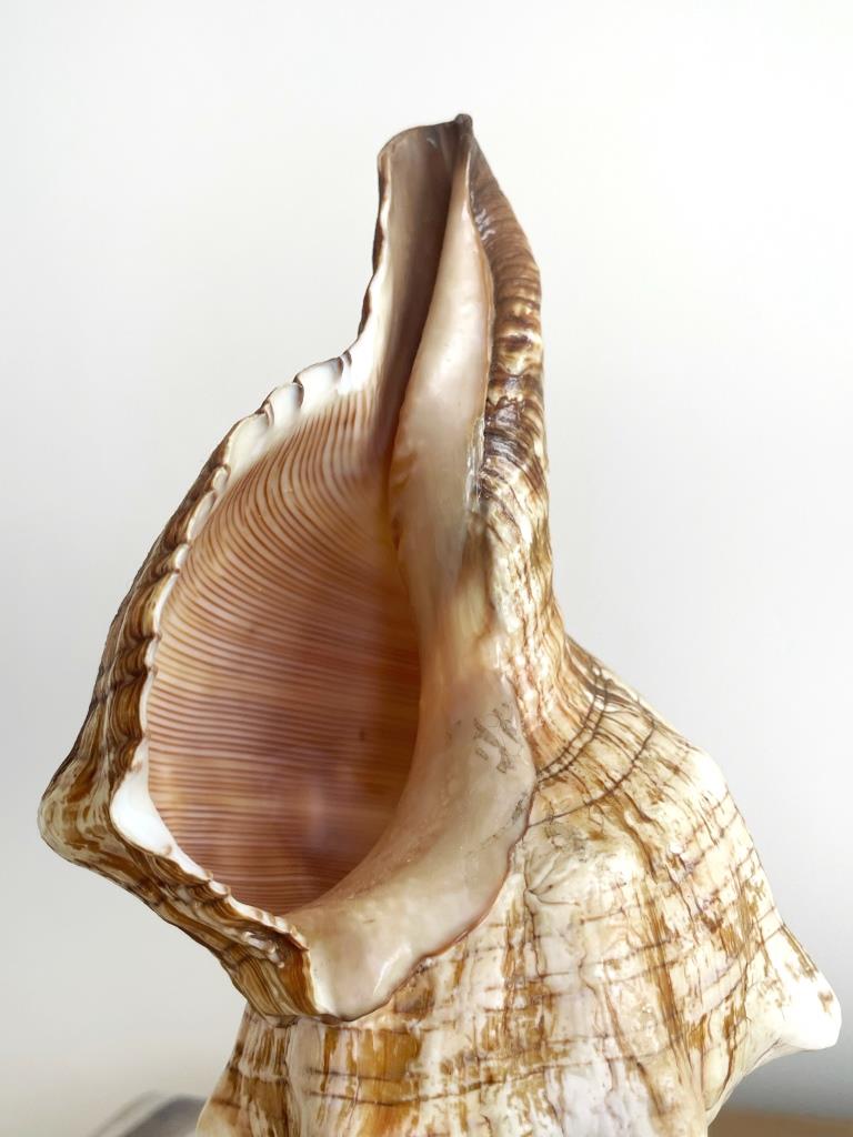 Small Real Shell Lamp Vintage Decor - Fox Shell