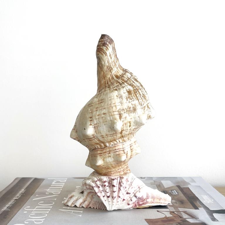 Small Real Shell Lamp Vintage Decor - Fox Shell