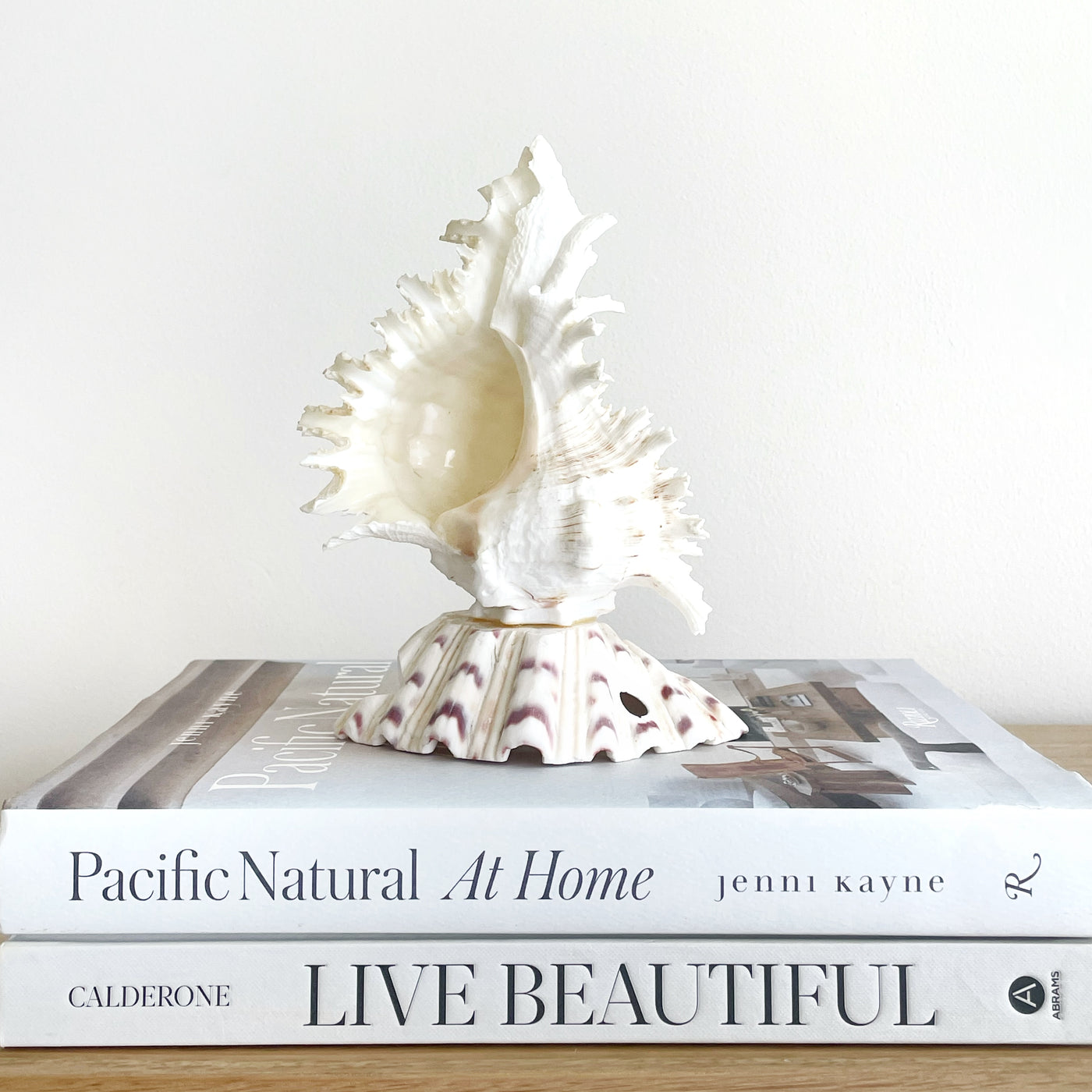 Small Real Shell Lamp Vintage Decor - Murex Shell