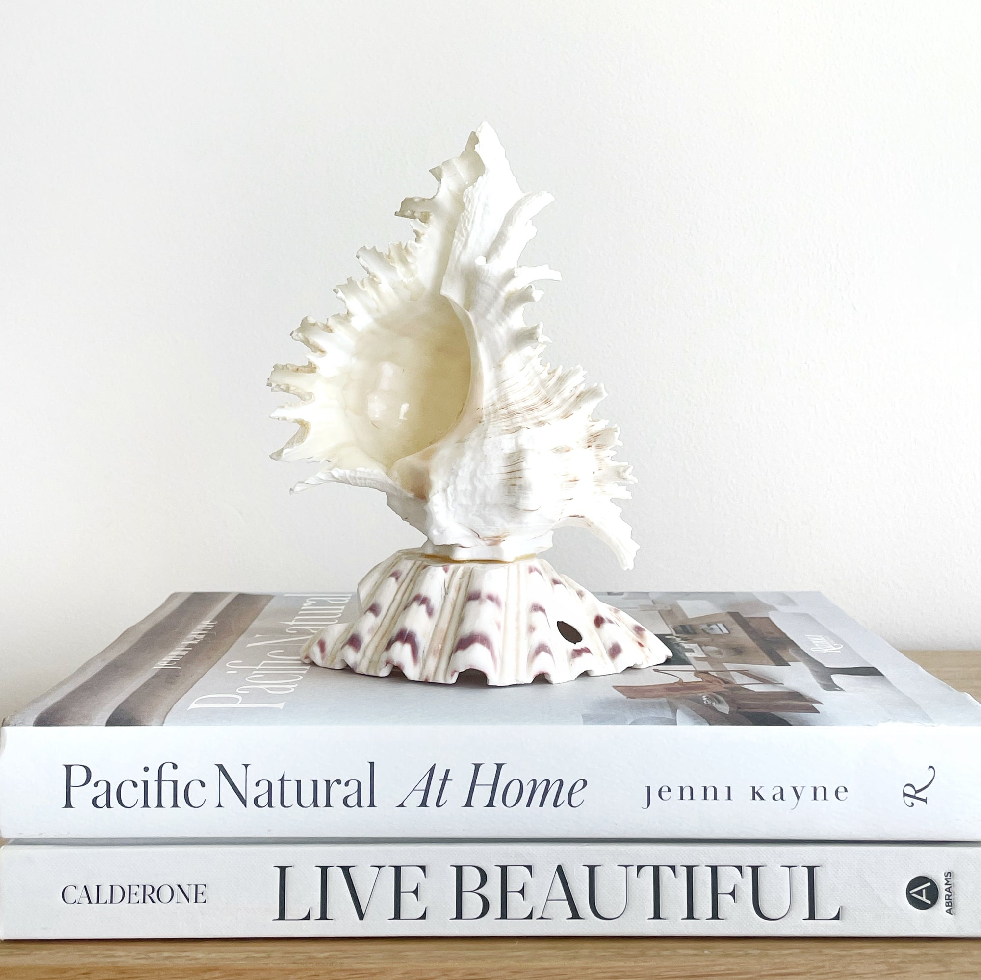 Small Real Shell Lamp Vintage Decor - Murex Shell