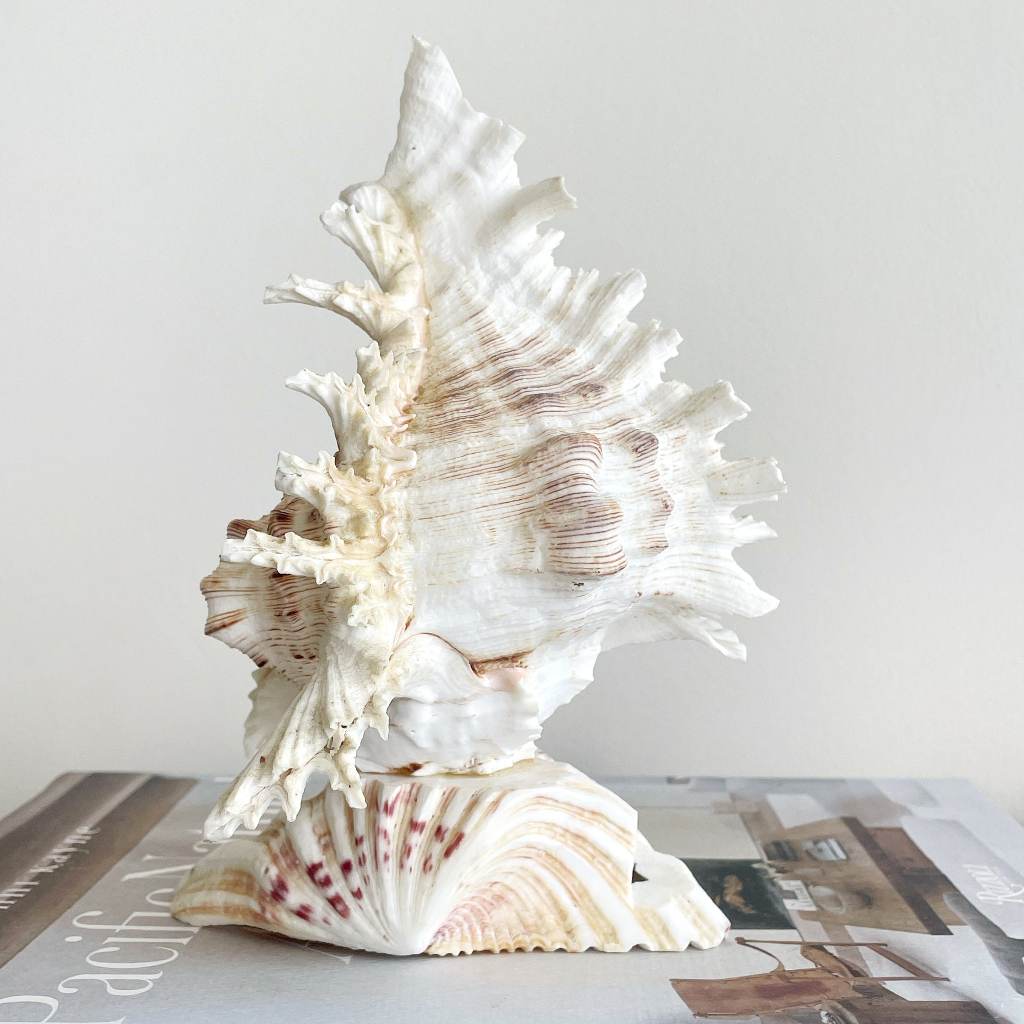 Small Real Shell Lamp Vintage Decor - Murex Shell