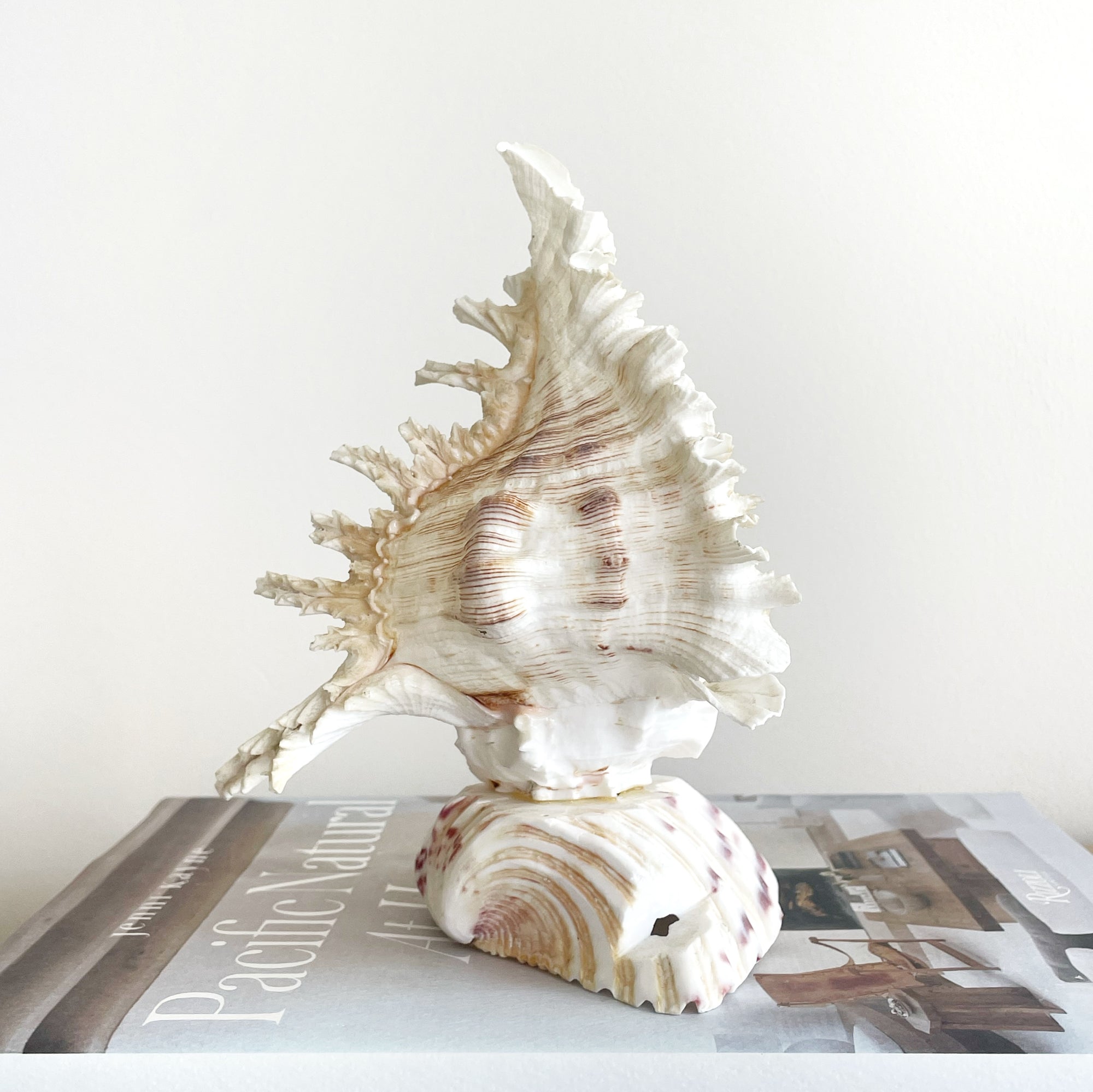 Small Real Shell Lamp Vintage Decor - Murex Shell