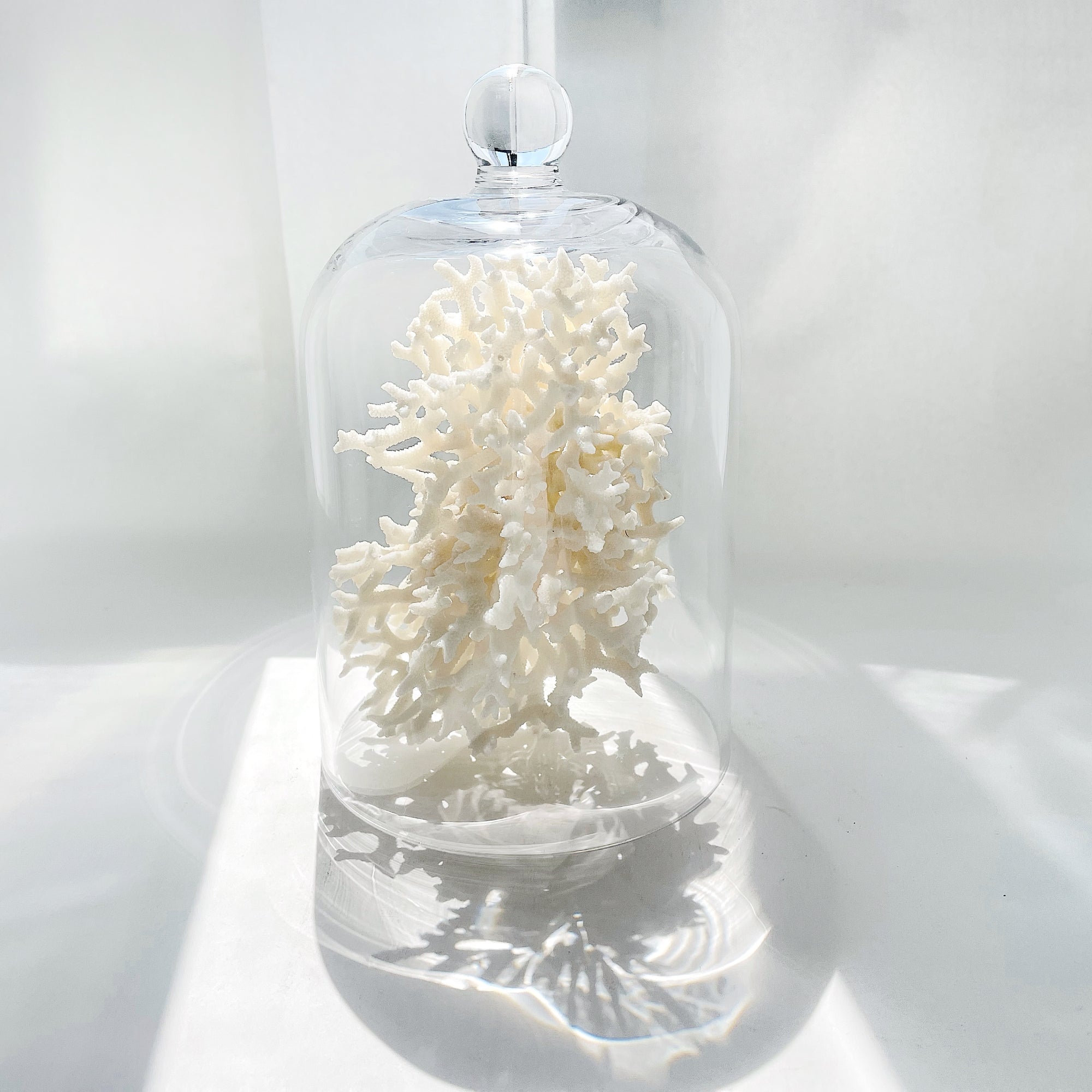 Small Glass Cloche Dome Terrarium