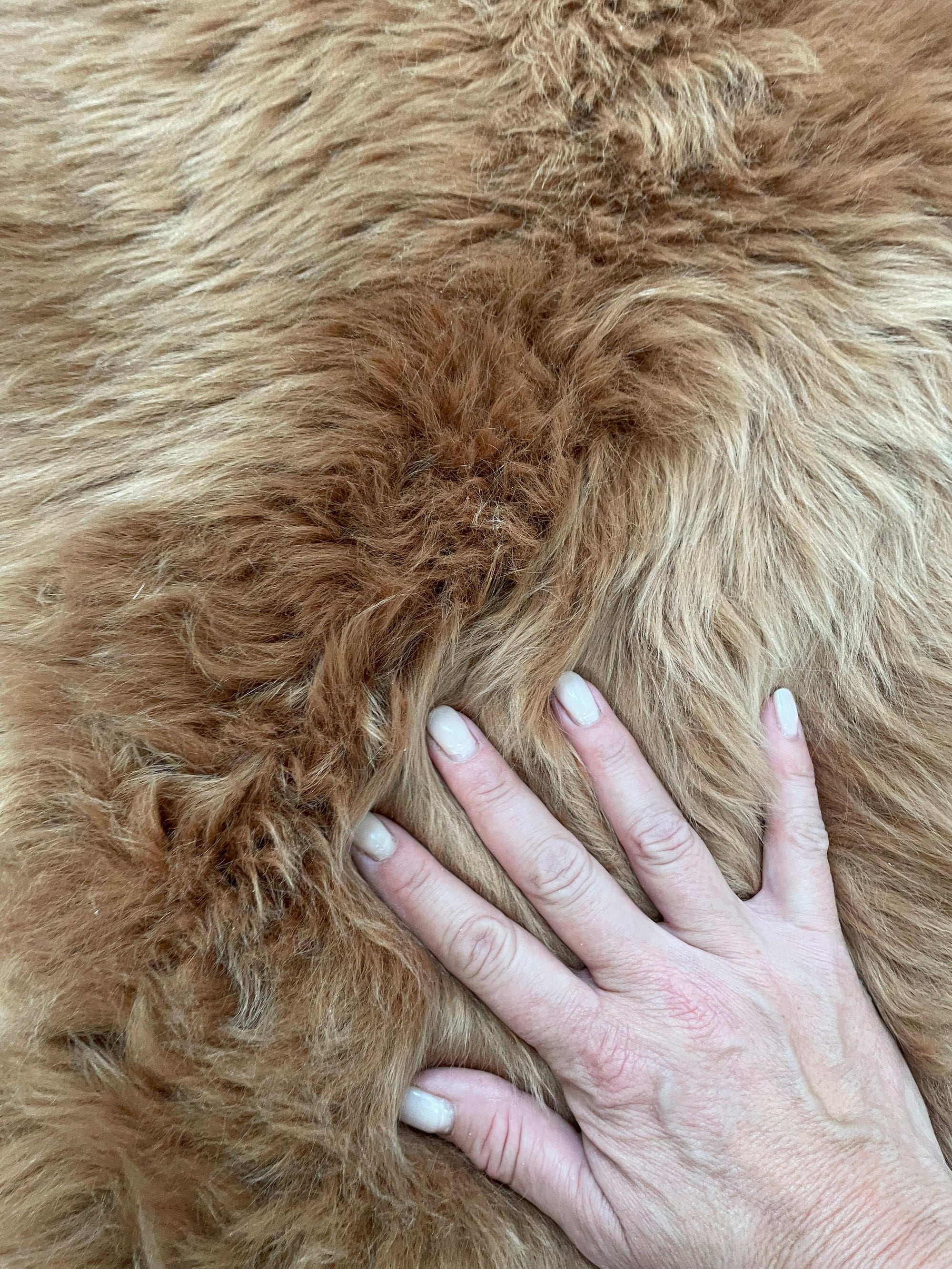 Genuine Australian Merino Sheepskin - Butterscotch